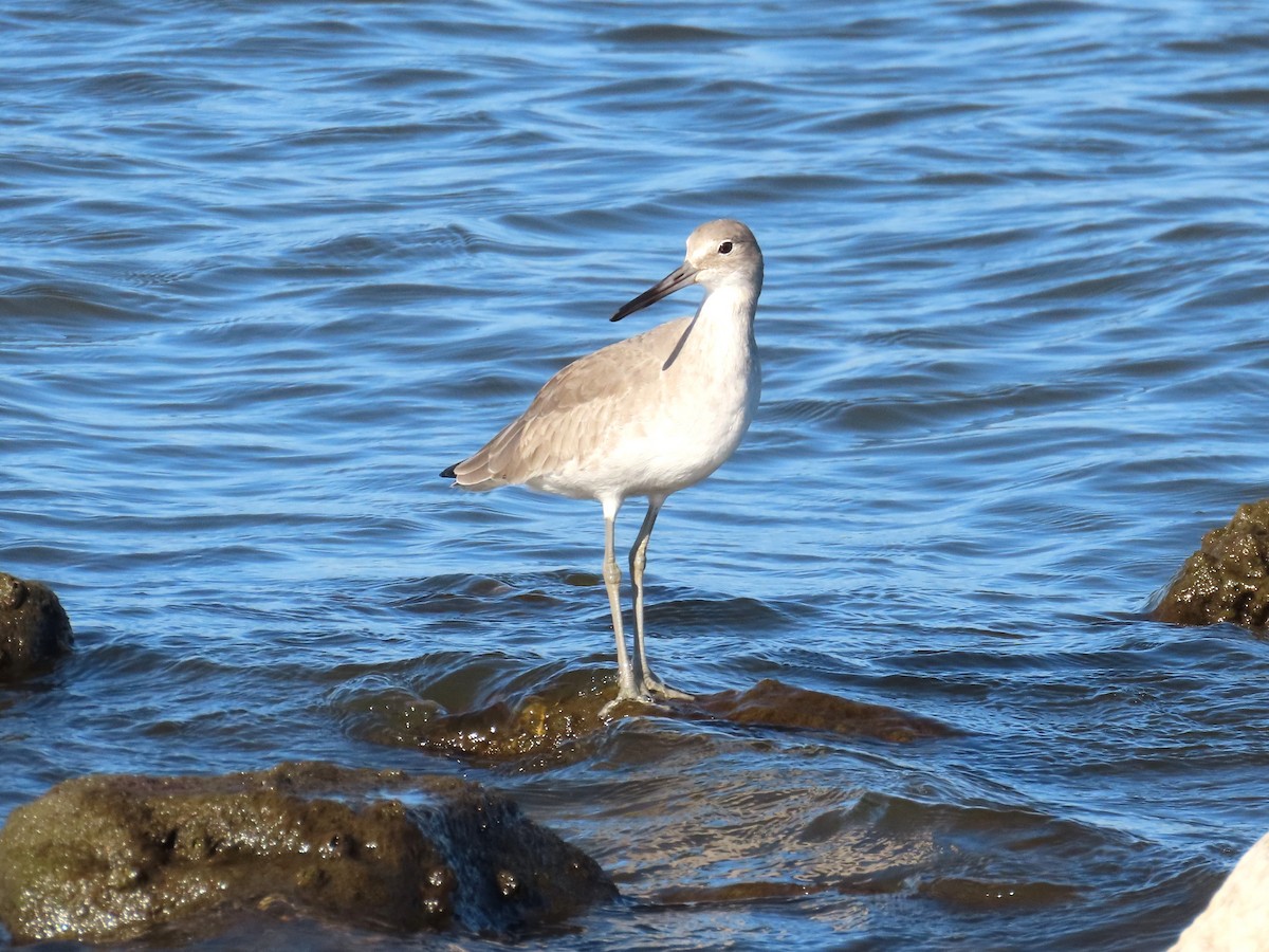 vodouš břehoušovitý - ML644783982