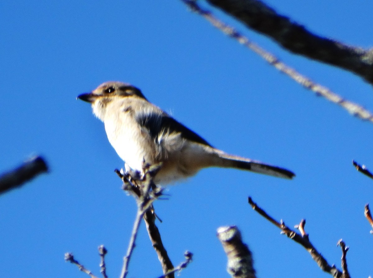 オオモズ - ML644783983