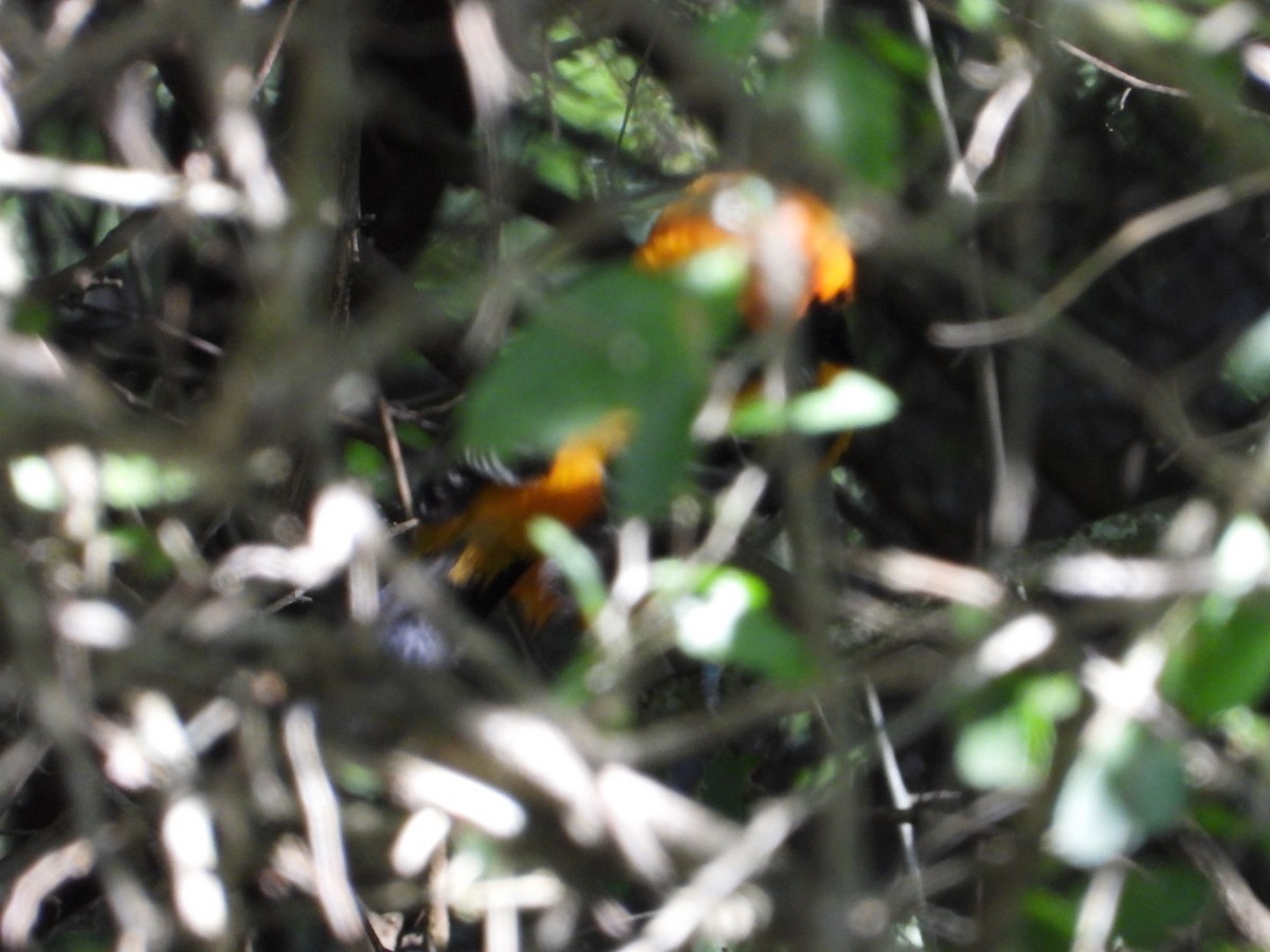 Altamira Oriole - ML644783985