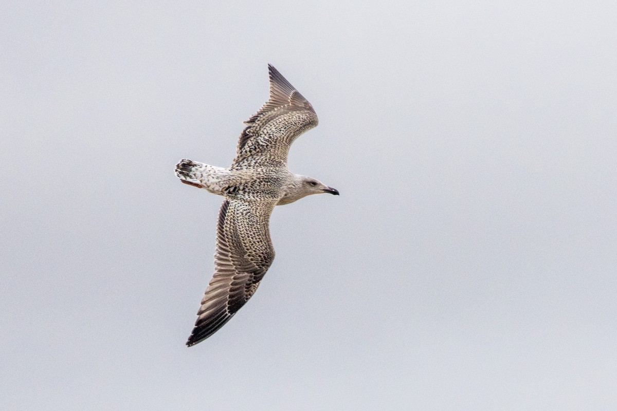 Great Black-backed Gull - ML644783986