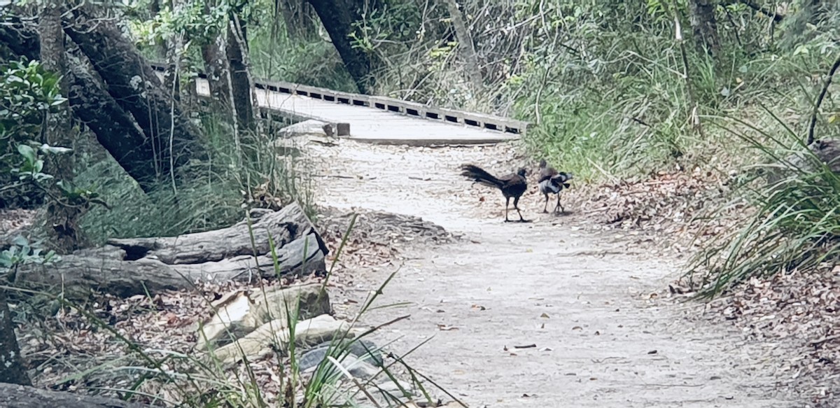 Superb Lyrebird - ML644783987