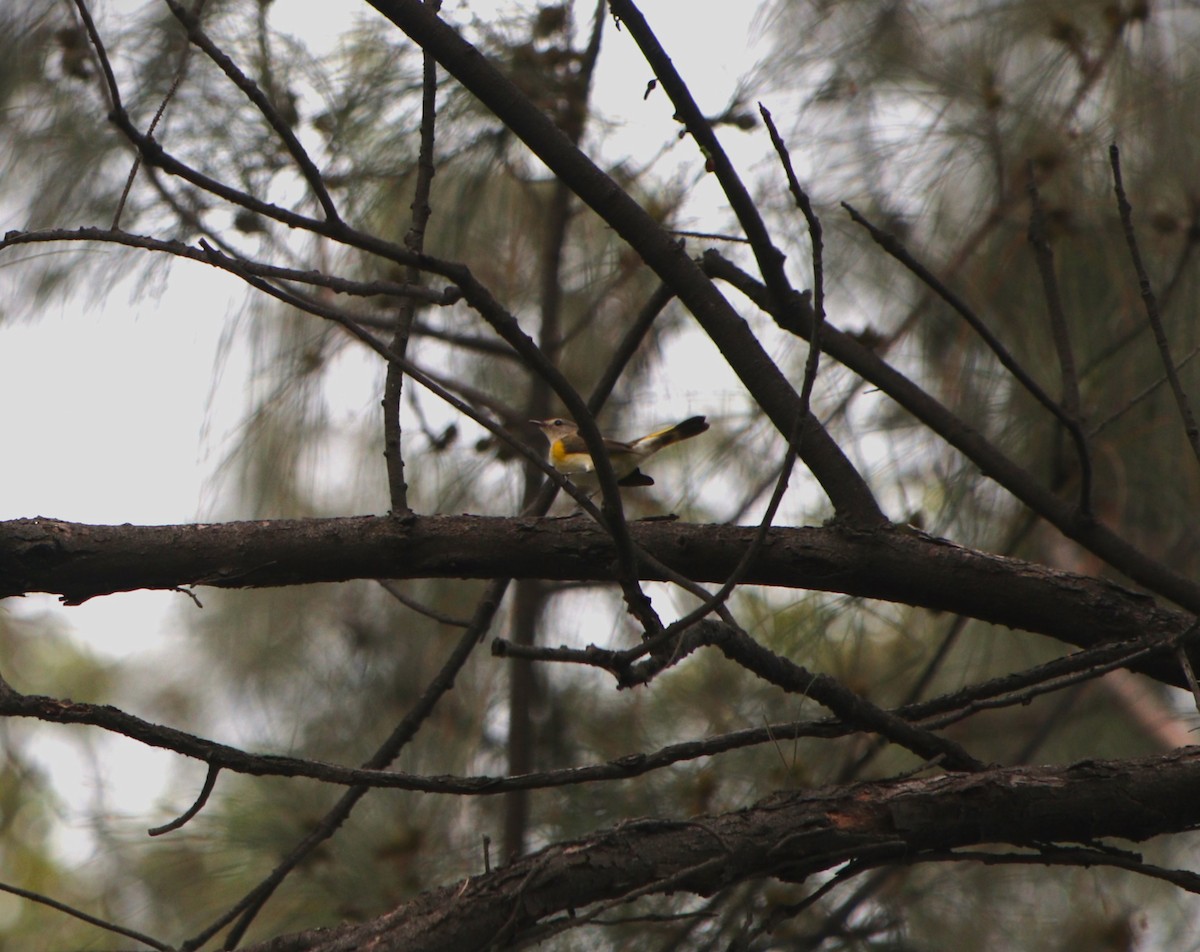 American Redstart - ML644783988