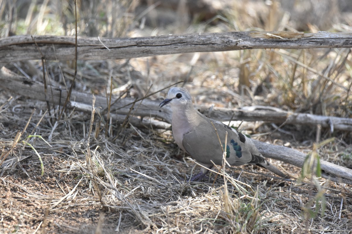Yeşil Aynalı Kumru - ML644783992
