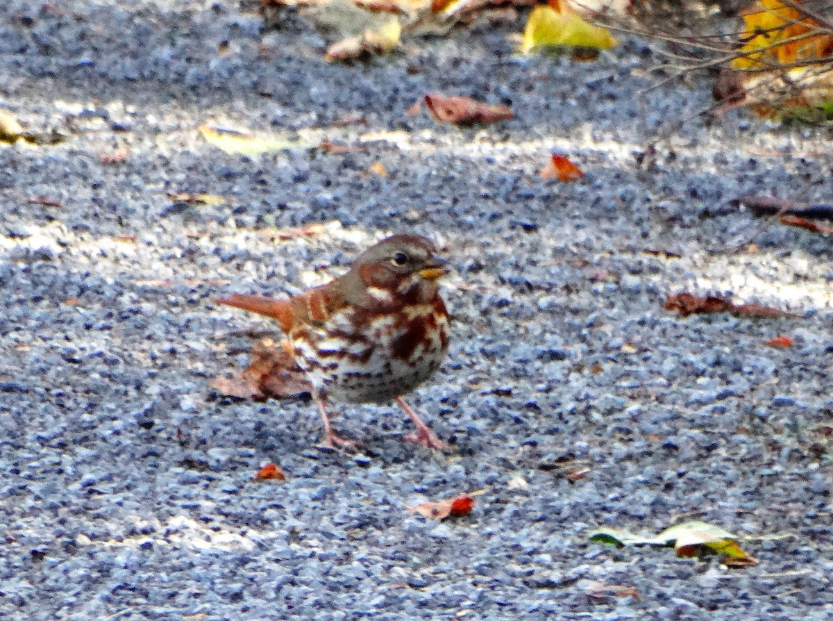 Fox Sparrow - ML644783994