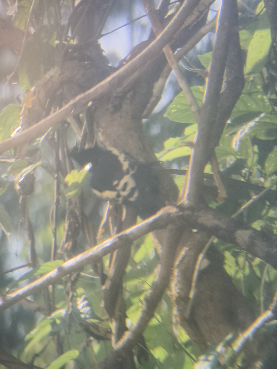 Heart-spotted Woodpecker - ML644784007