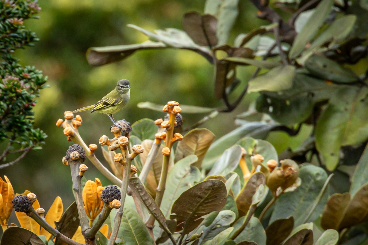 Spectacled Tyrannulet - ML644784019