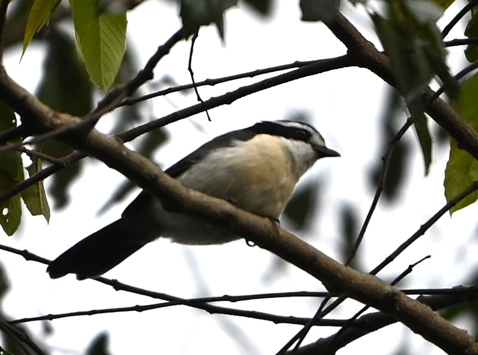 Белобровый гладиатор - ML644784031