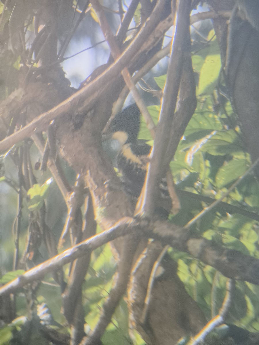 Heart-spotted Woodpecker - ML644784038