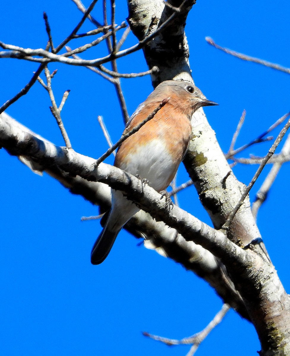 Eastern Bluebird - ML644784049