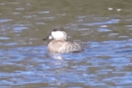 Schwarzkopf-Ruderente - ML644784055