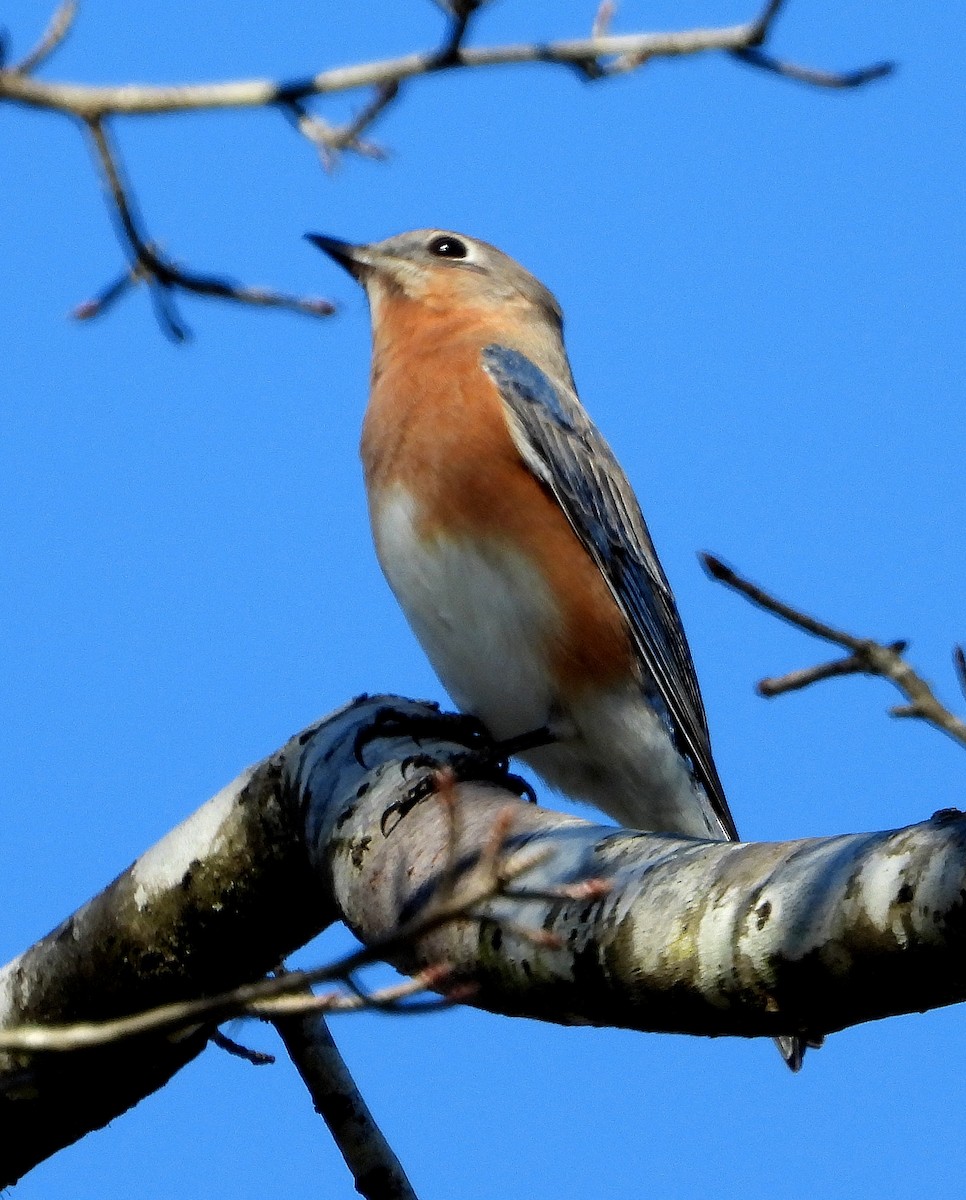 Eastern Bluebird - ML644784059