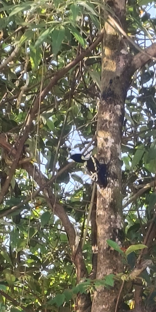 Heart-spotted Woodpecker - ML644784061