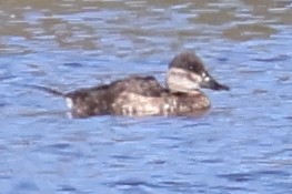 Schwarzkopf-Ruderente - ML644784062