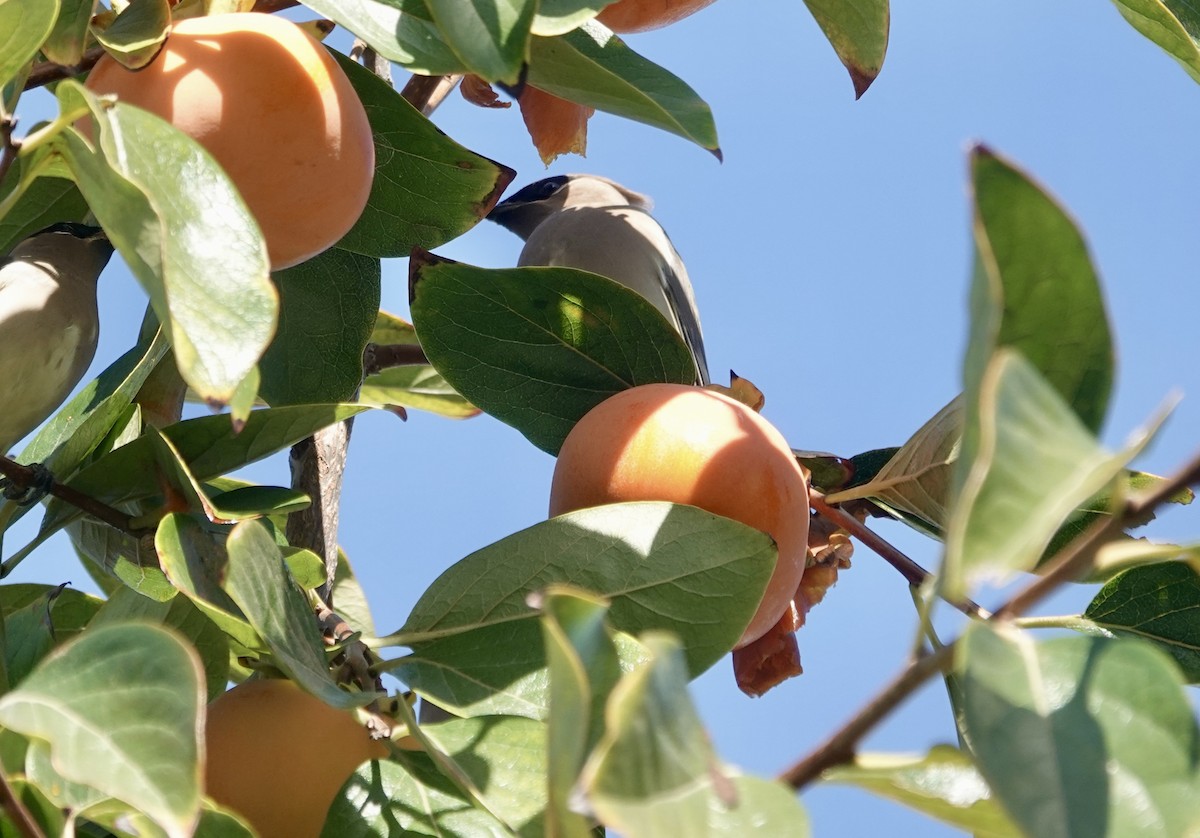 Cedar Waxwing - ML644784066