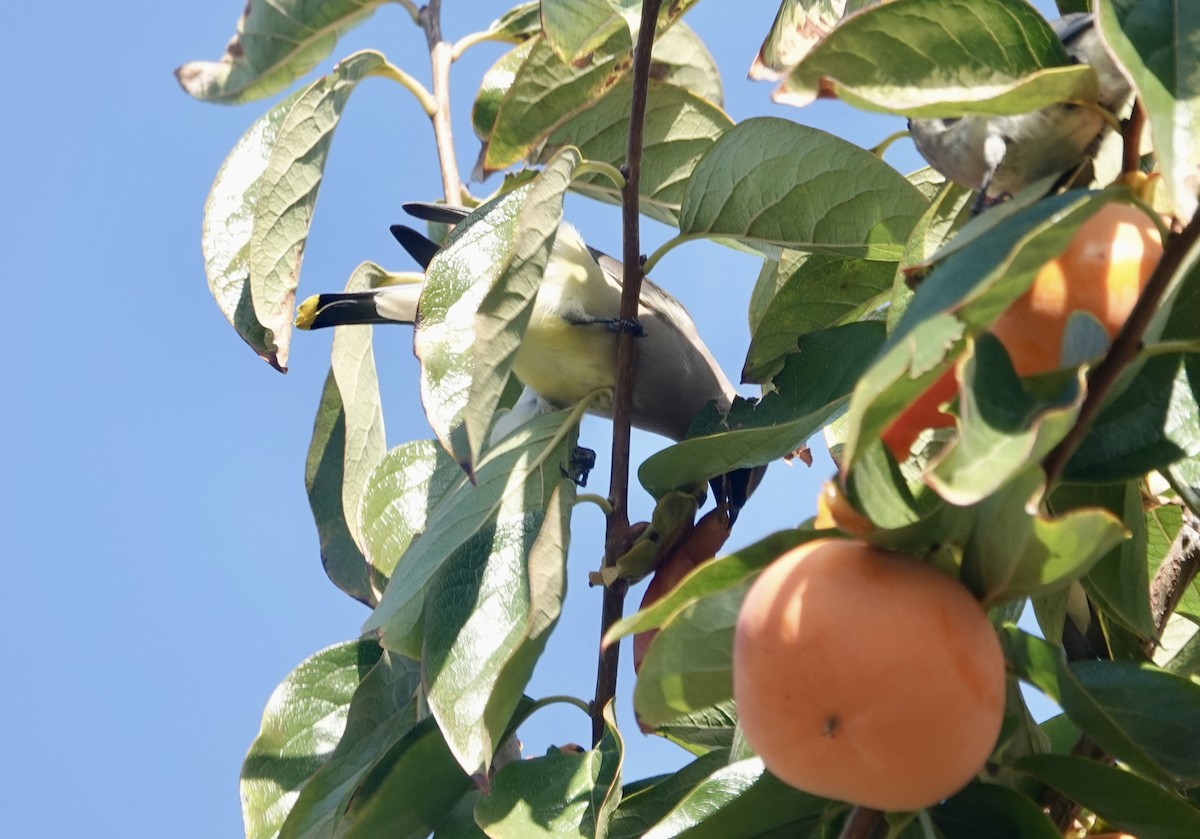 Cedar Waxwing - ML644784067