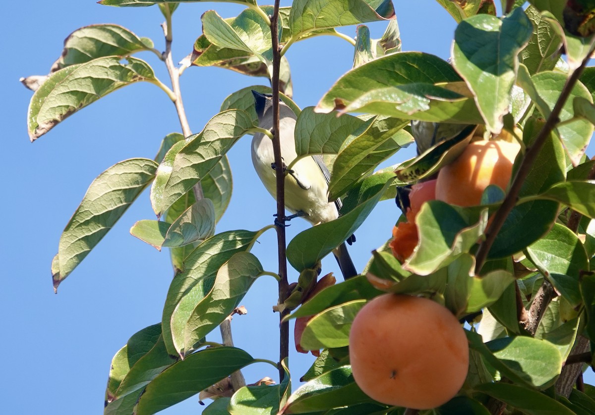 Cedar Waxwing - ML644784068