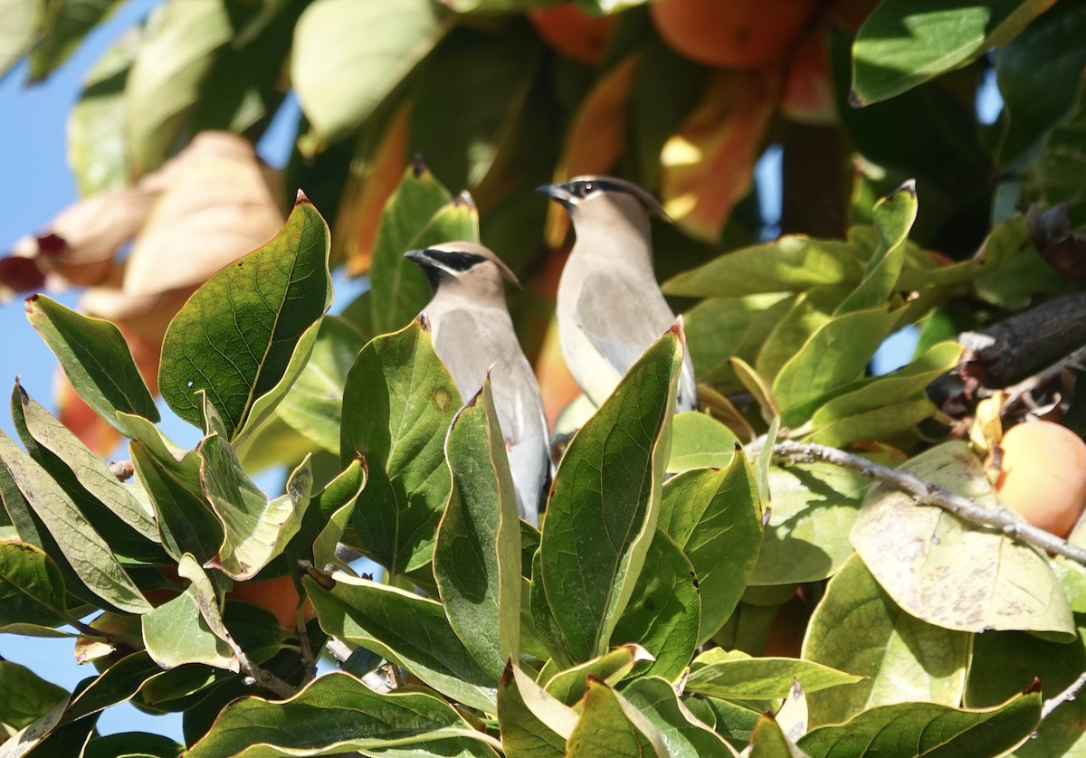 Cedar Waxwing - ML644784069