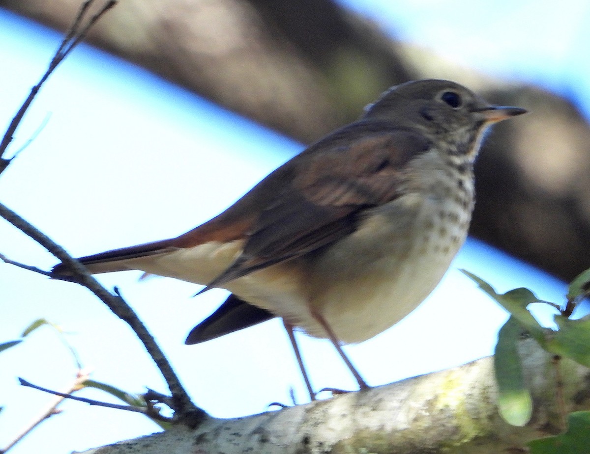 Hermit Thrush - ML644784070