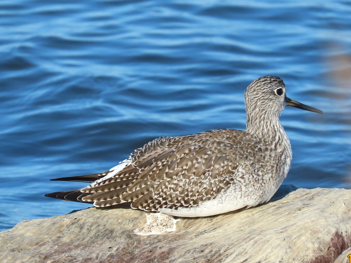 Kuliska hankahori handia - ML644784072