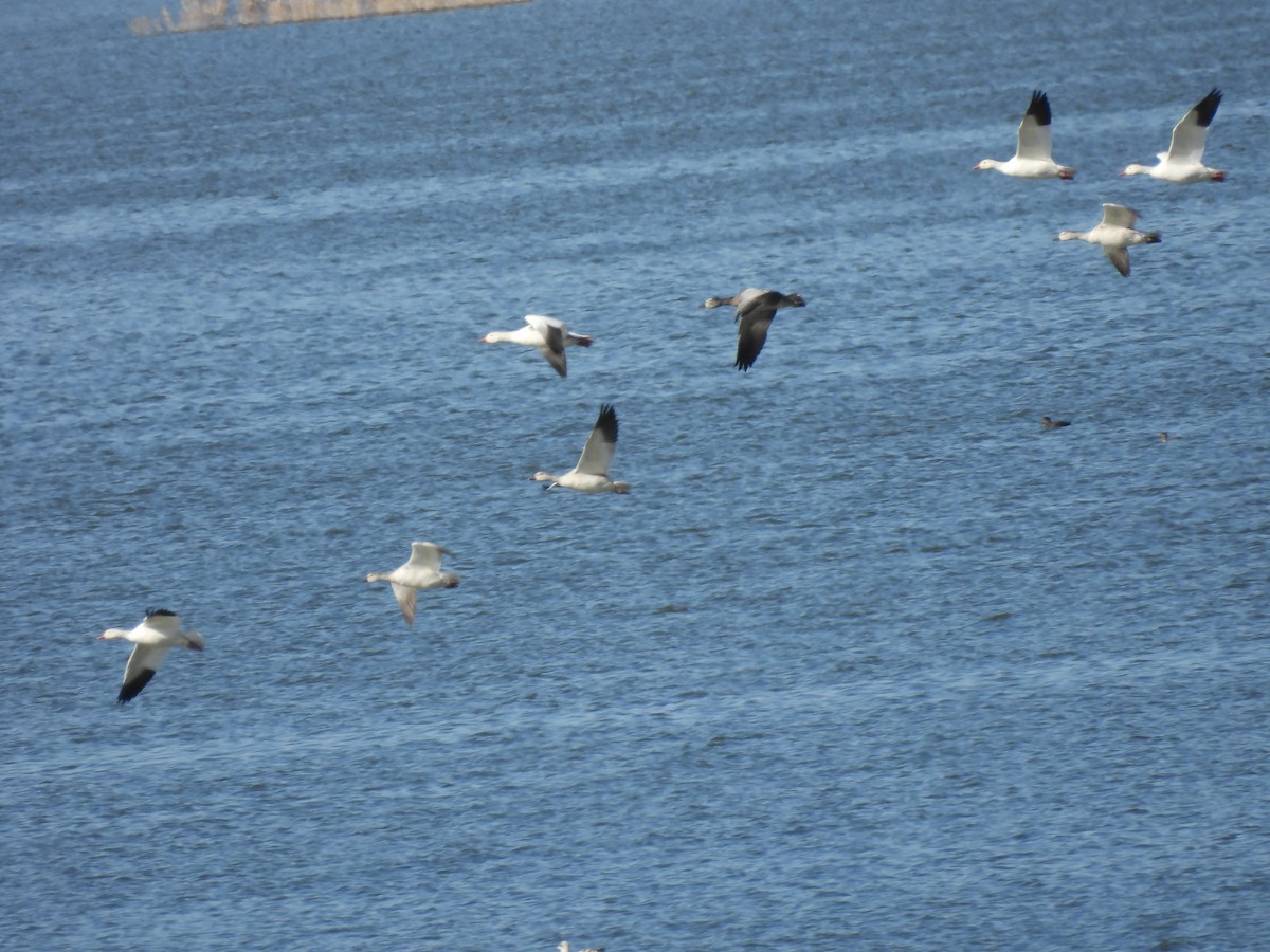 Ánsar Nival - ML644784079