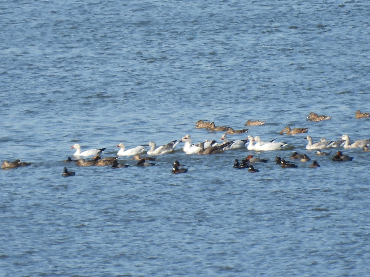 Ánsar Nival - ML644784081