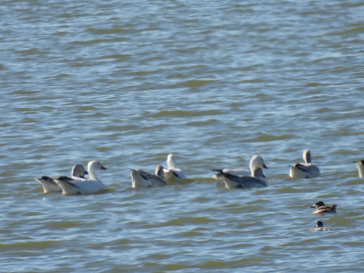 Ánsar Nival - ML644784082