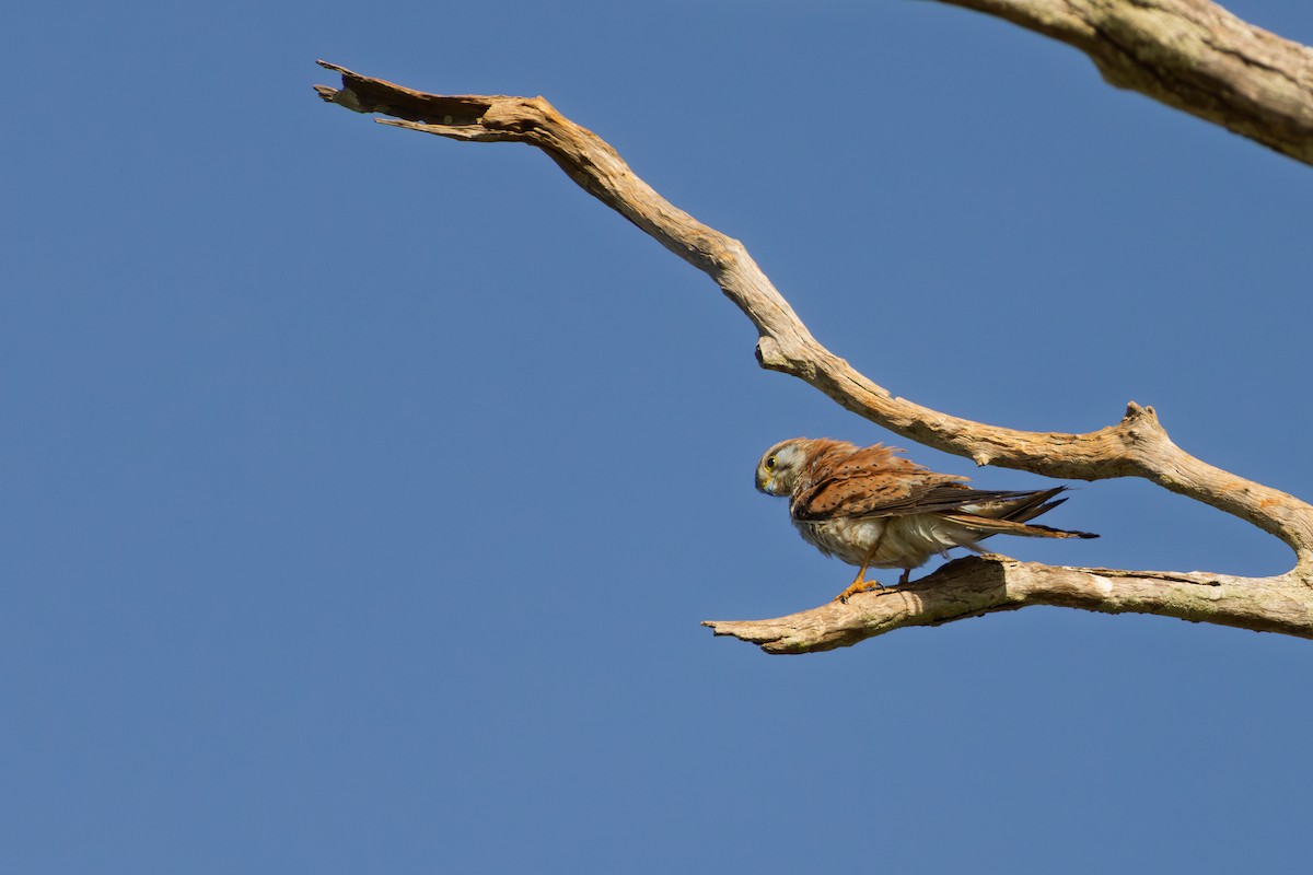 poštolka australská - ML644784083