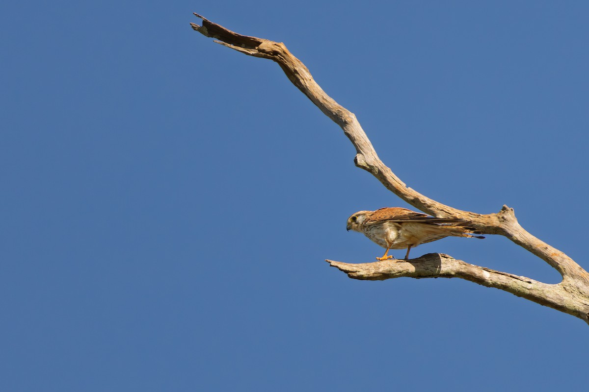 poštolka australská - ML644784084