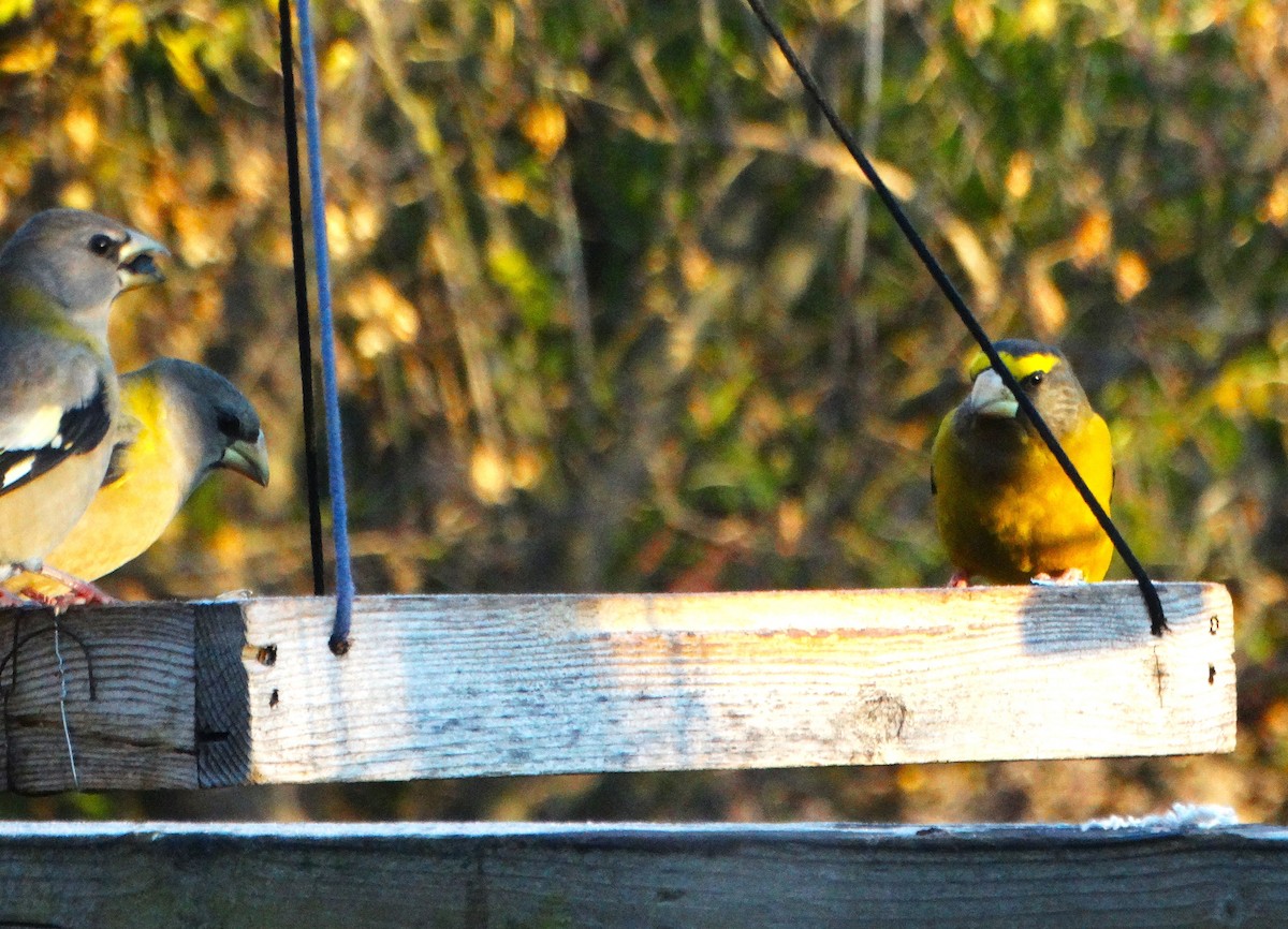 Picogordo Vespertino - ML644784099