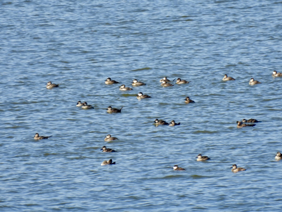 Malvasía Canela - ML644784100