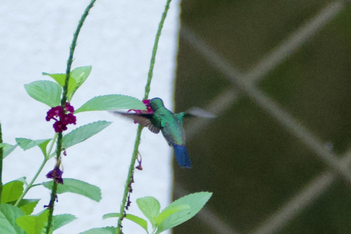 Amazilia Verdiazul - ML644784101