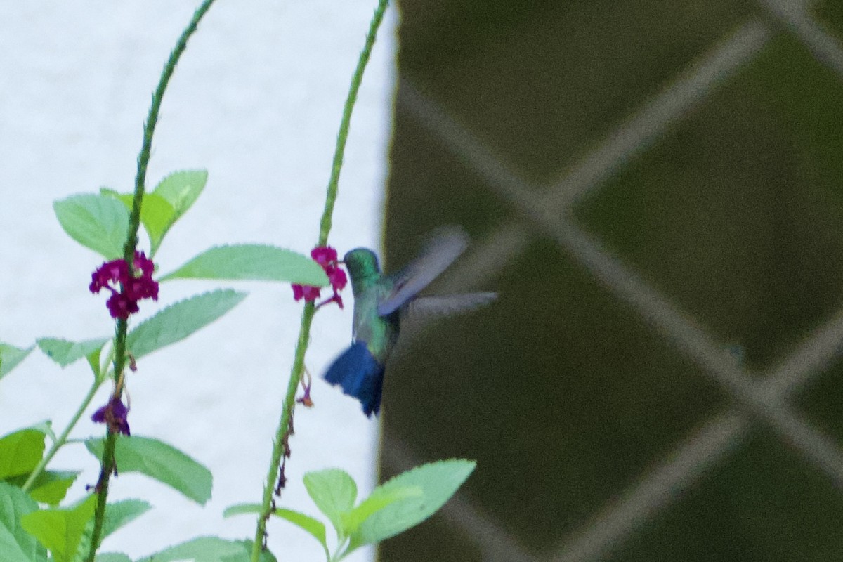 Amazilia Verdiazul - ML644784102