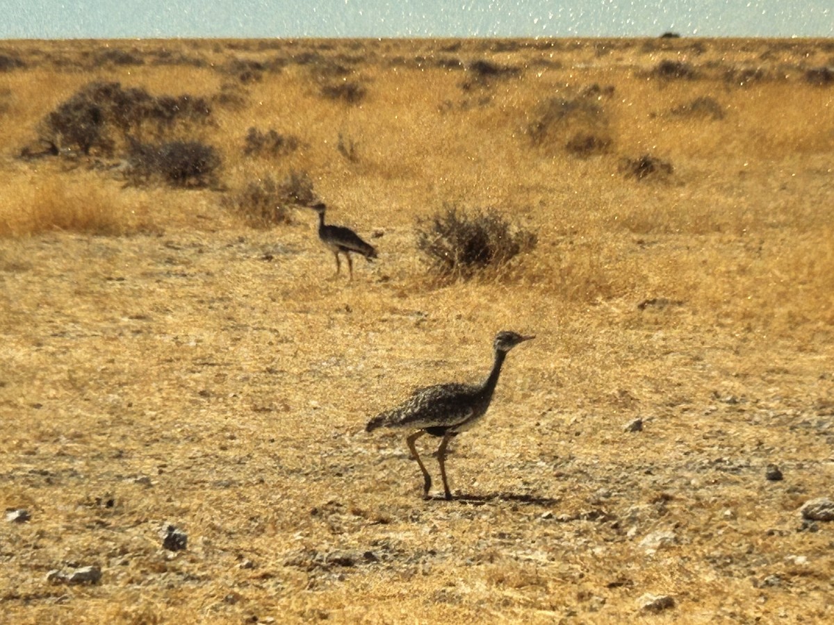 Avutarda Kori - ML644784103