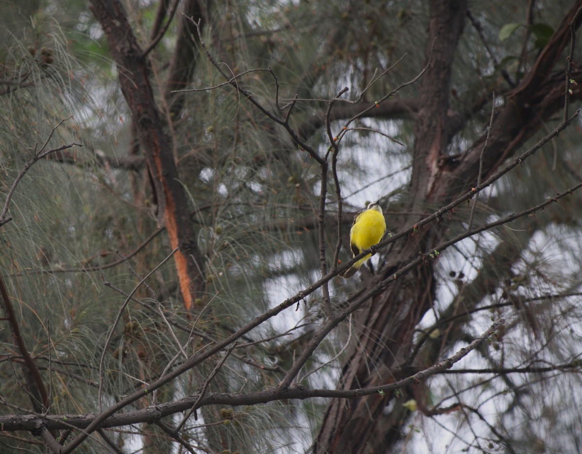 Bienteveo Sociable - ML644784104