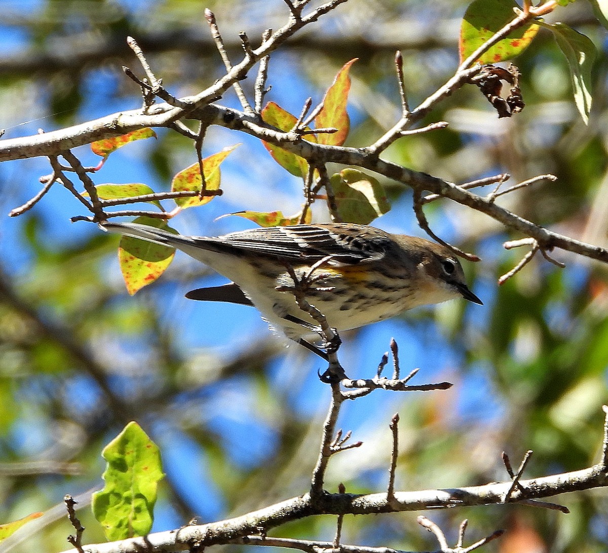 Reinita Coronada - ML644784105