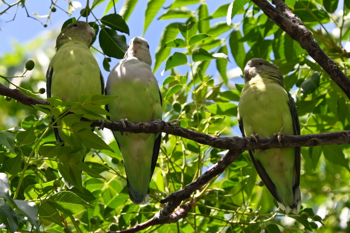 Inseparable Malgache - ML644784107