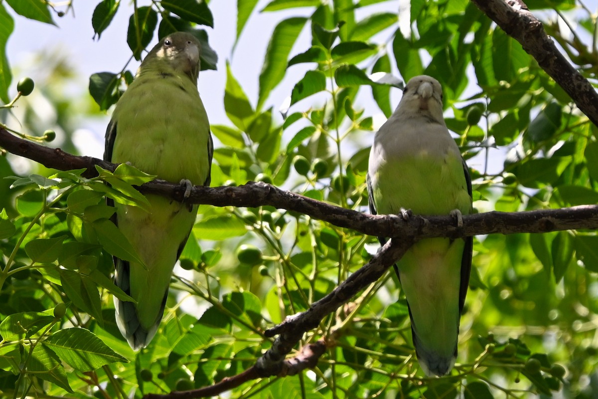 Inseparable Malgache - ML644784108