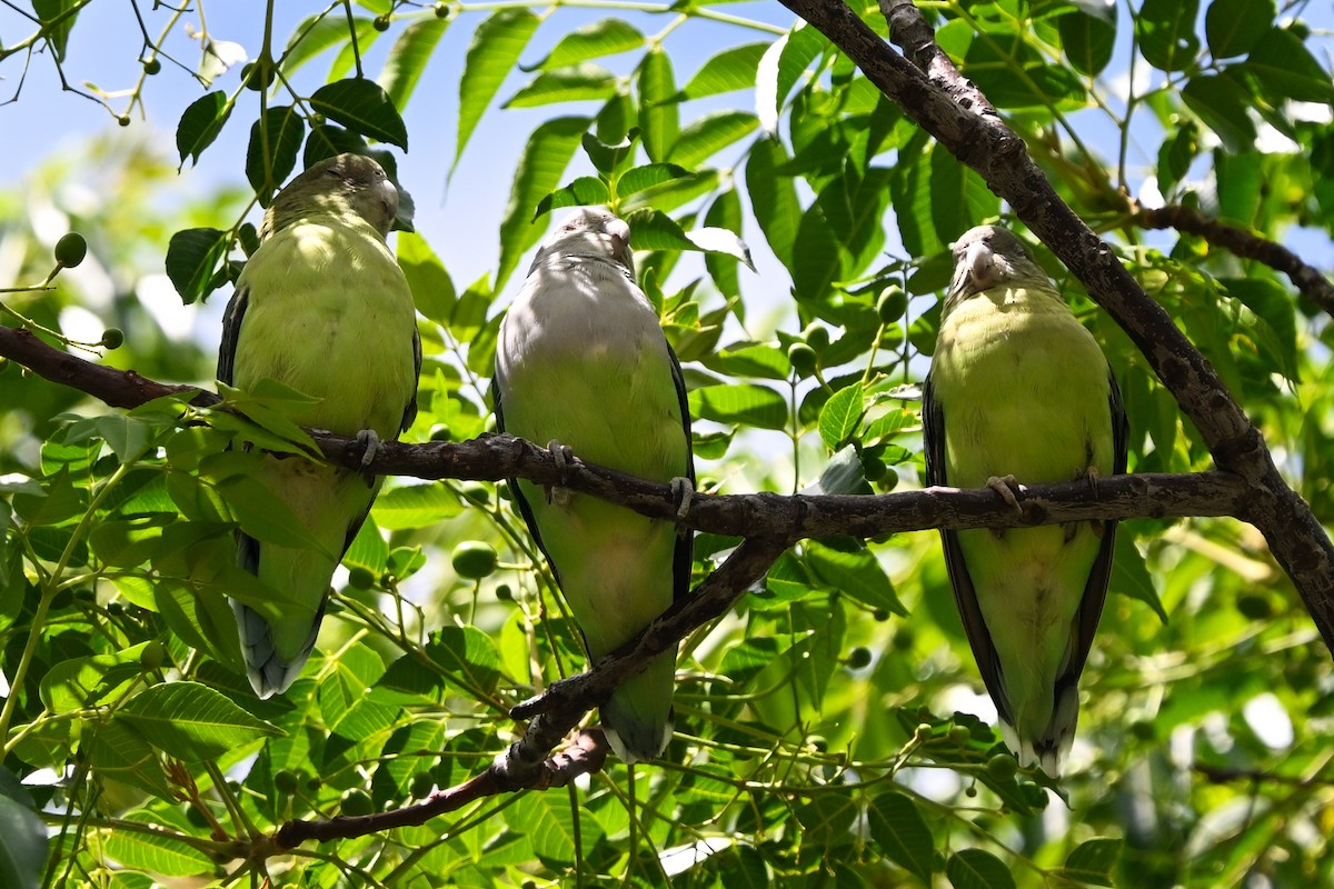 Inseparable Malgache - ML644784109