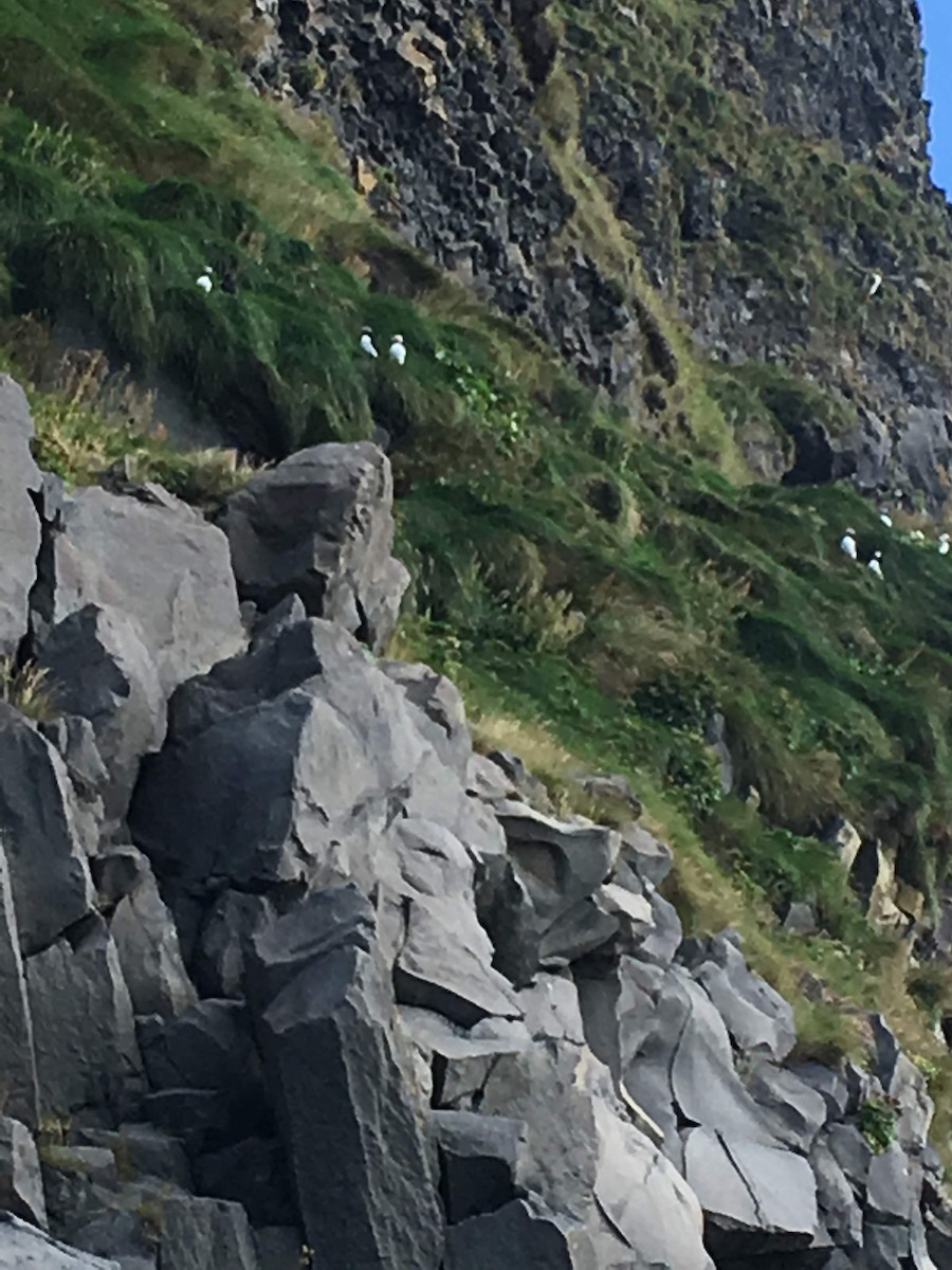 Frailecillo Atlántico - ML644784110