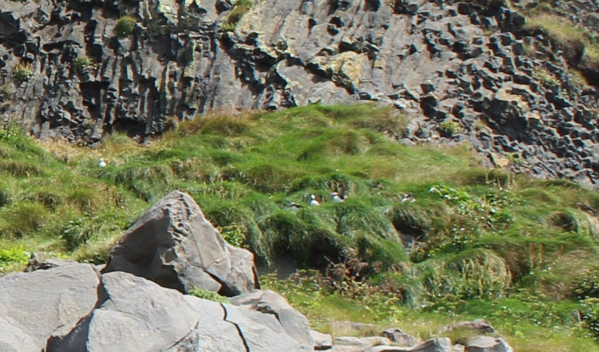 Frailecillo Atlántico - ML644784111