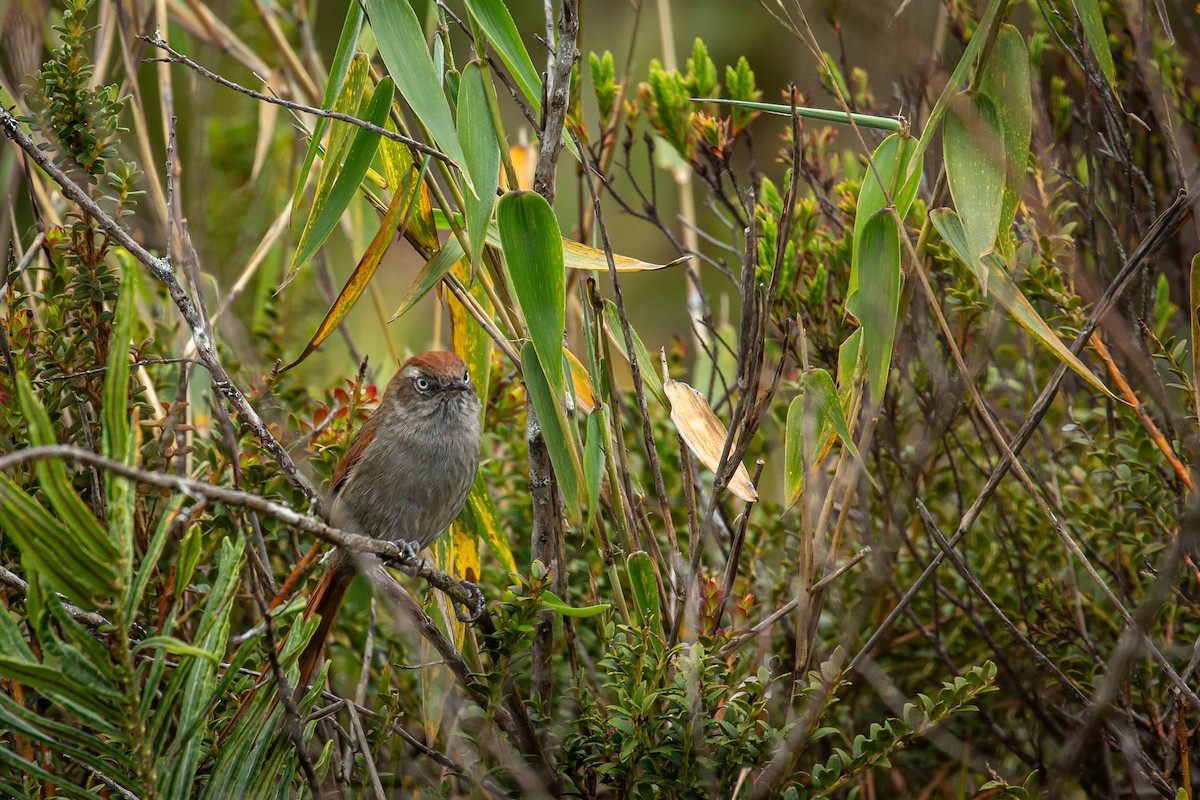 Piscuiz Barbiblanco - ML644784112