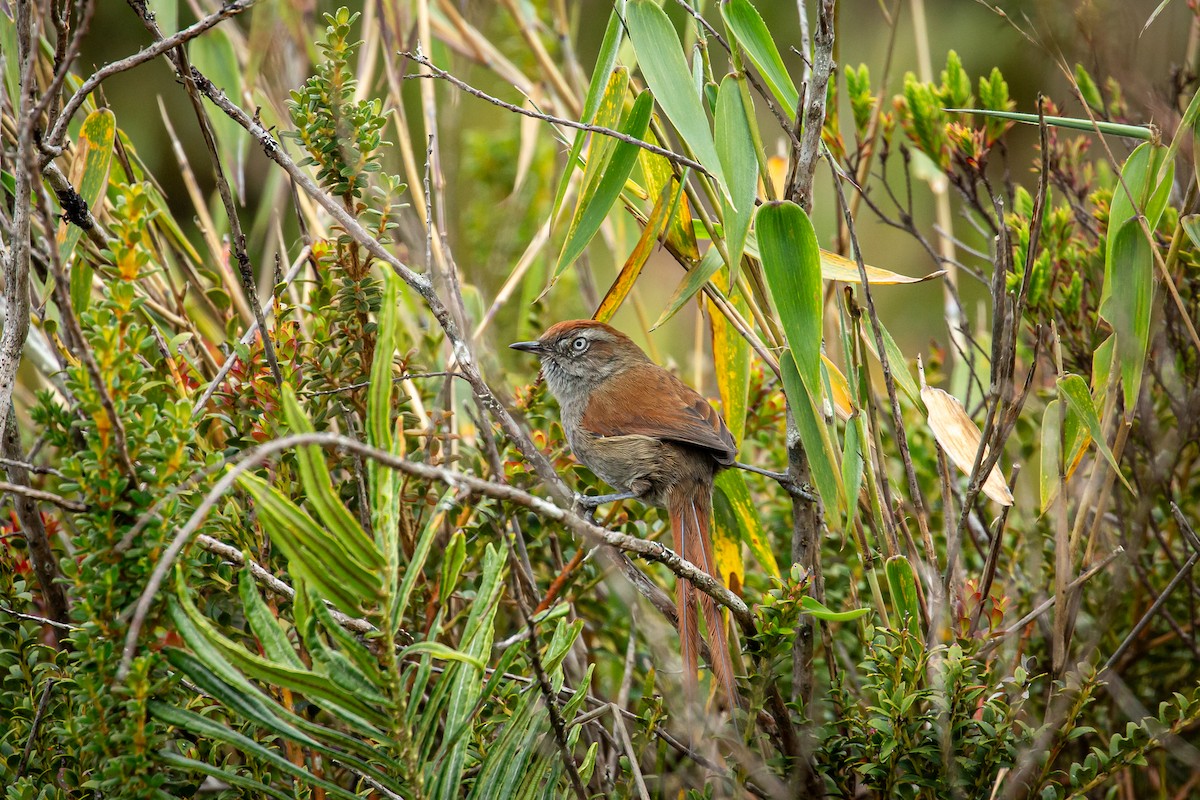 Piscuiz Barbiblanco - ML644784113