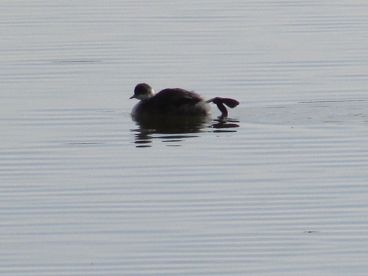 Zampullín Cuellirrojo - ML644784115