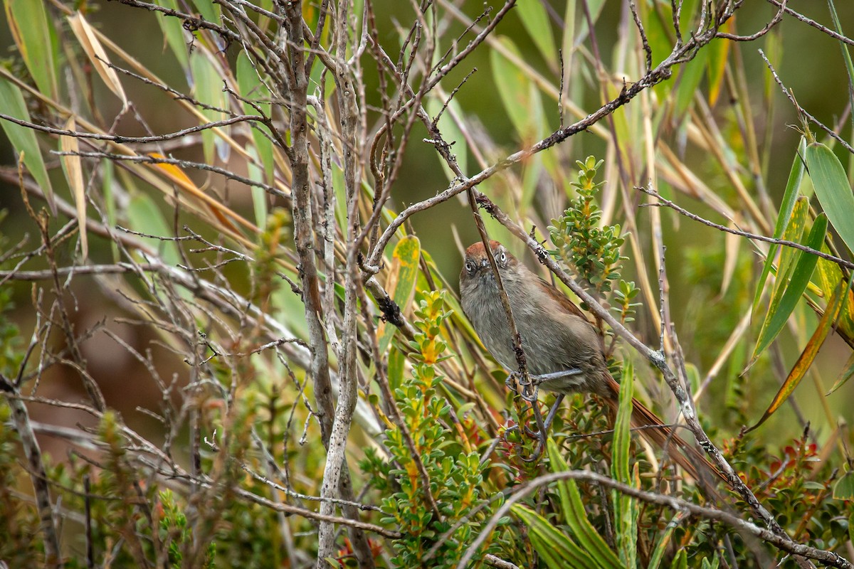 Piscuiz Barbiblanco - ML644784119