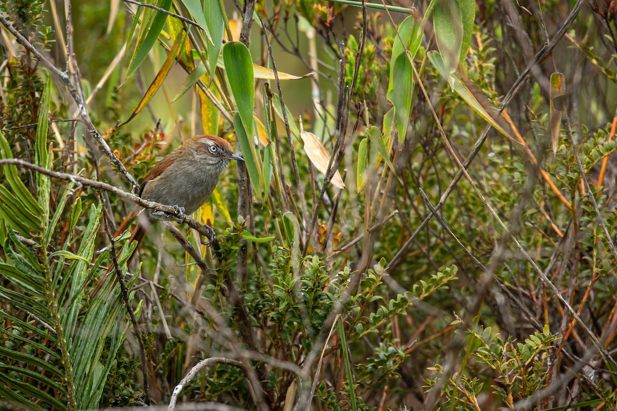 Piscuiz Barbiblanco - ML644784120