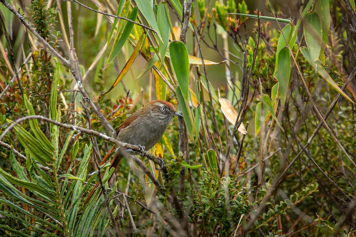 Piscuiz Barbiblanco - ML644784121