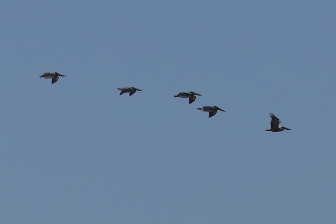 Pelícano Pardo - ML644784122