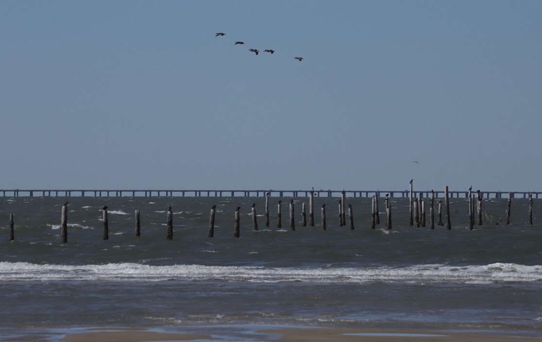 Pelícano Pardo - ML644784123