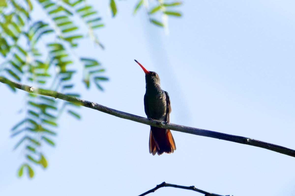 Amazilia Tzacatl - ML644784125