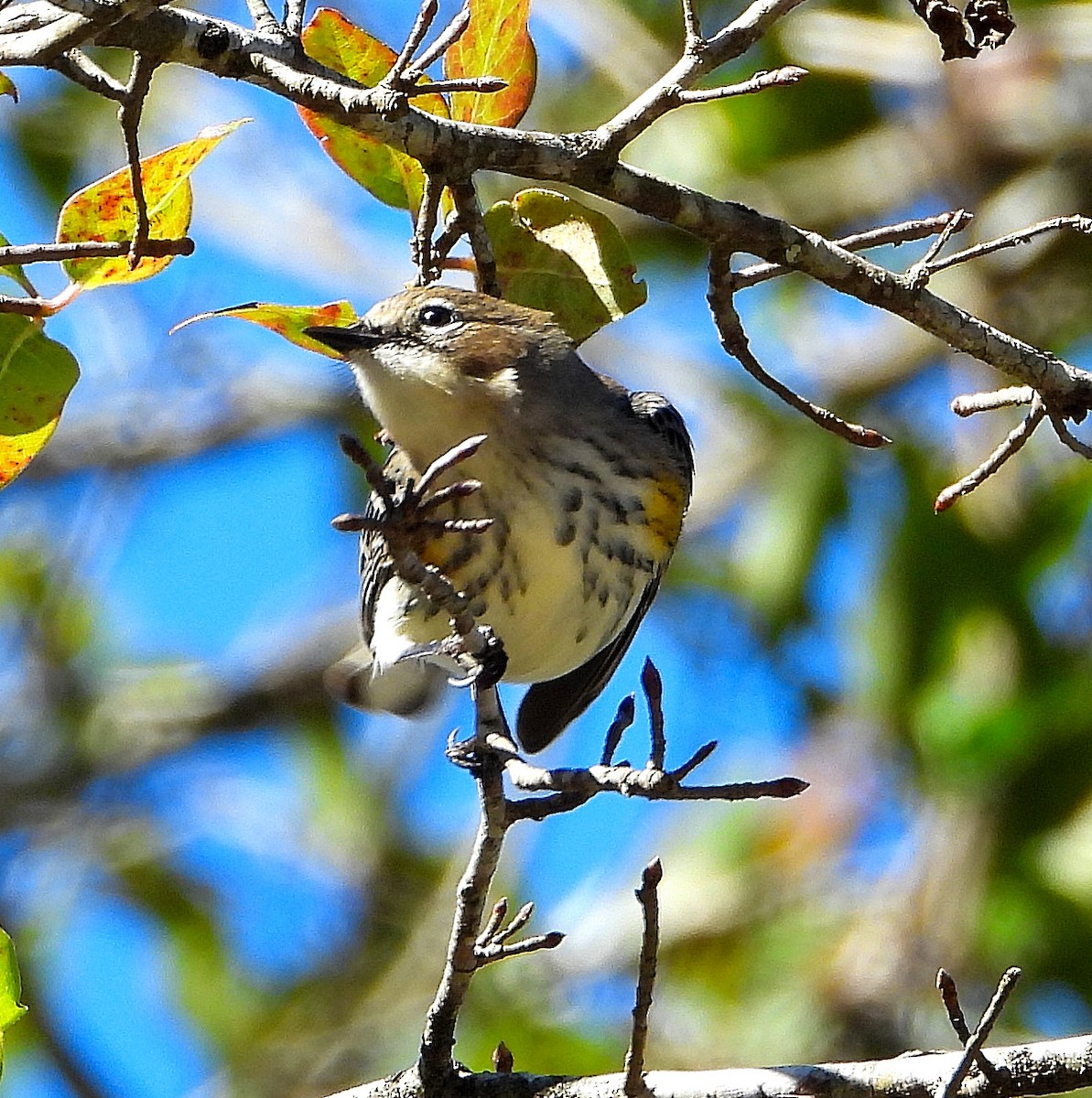 Reinita Coronada - ML644784127